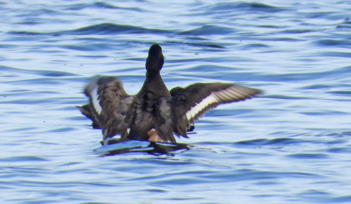 Lesser Scaup