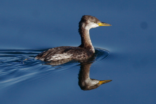 Red-necked Grebe