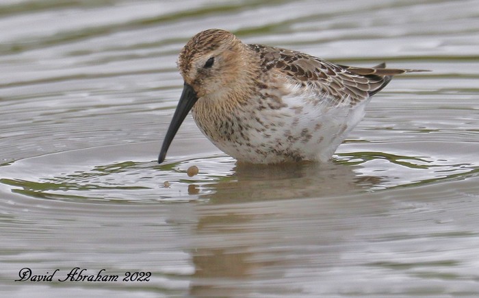 Dunlin 
