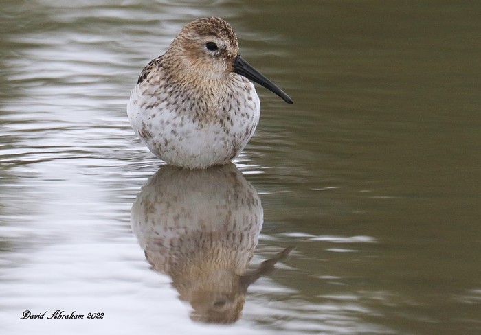 Dunlin 
