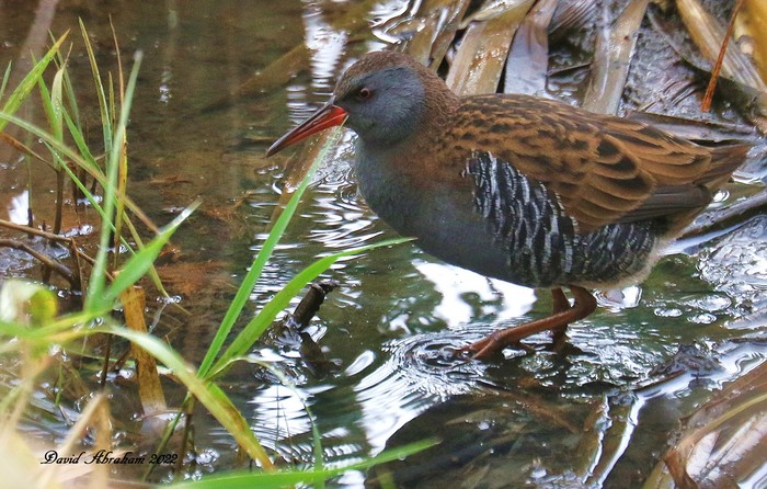 Water Rail 
