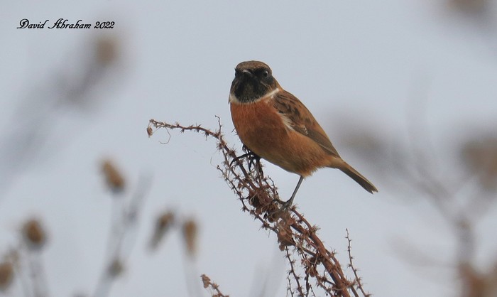 Stonechat 