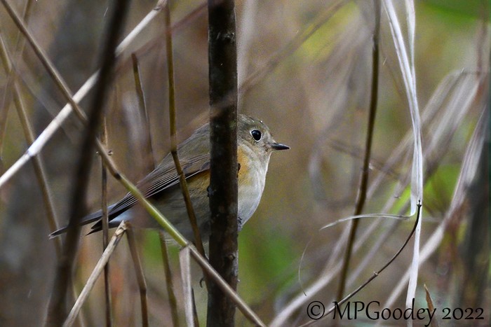 Red-flanked Bluetail