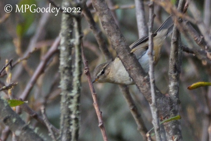 Dusky Warbler