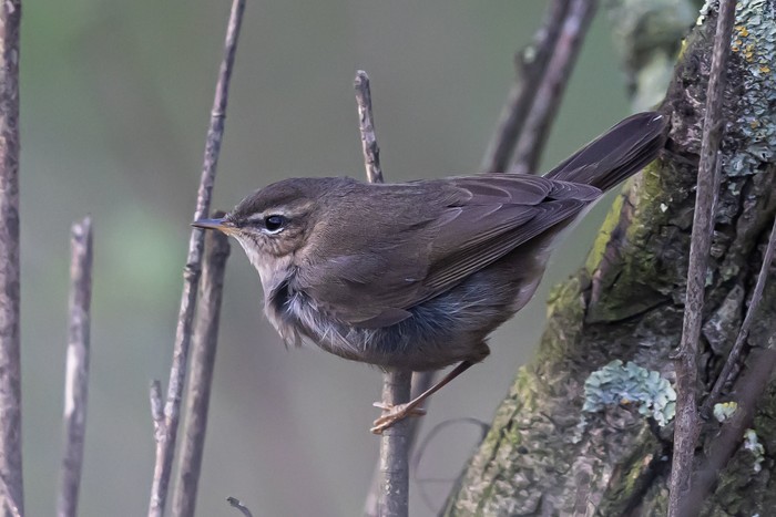 Dusky Warbler