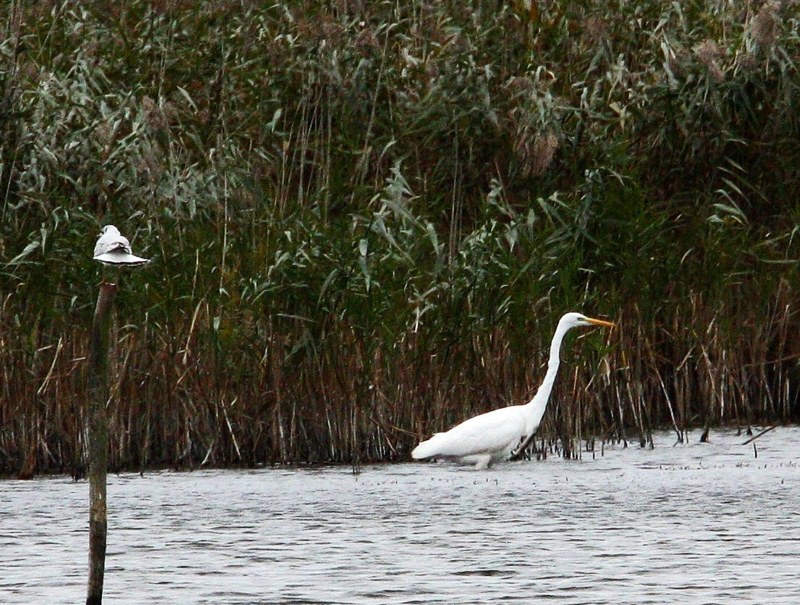 Great White Egret