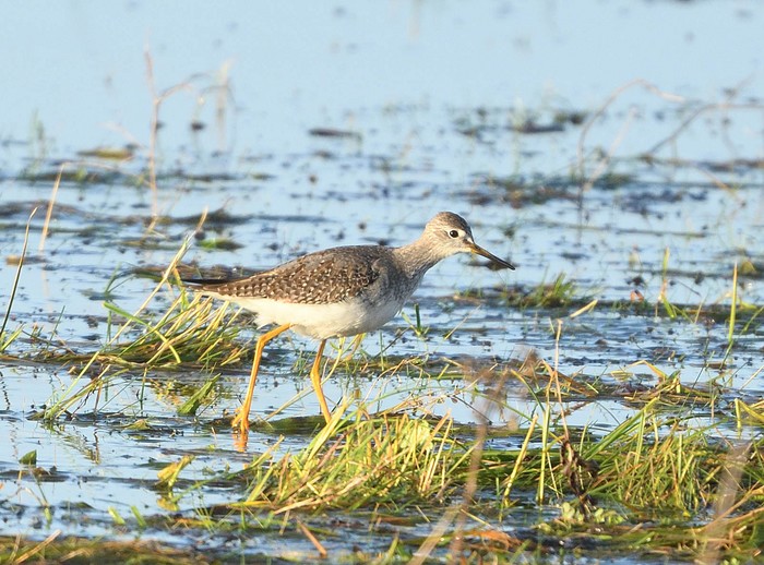 Lesser Yellowlegs