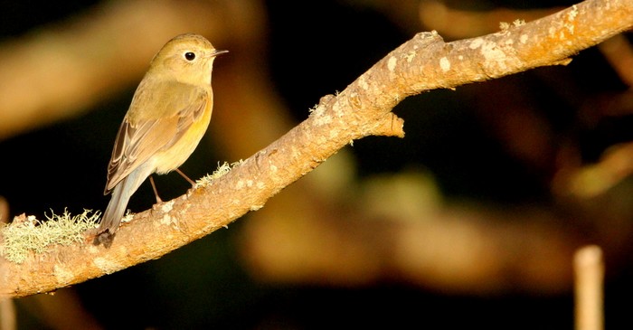 Red-flanked Bluetail