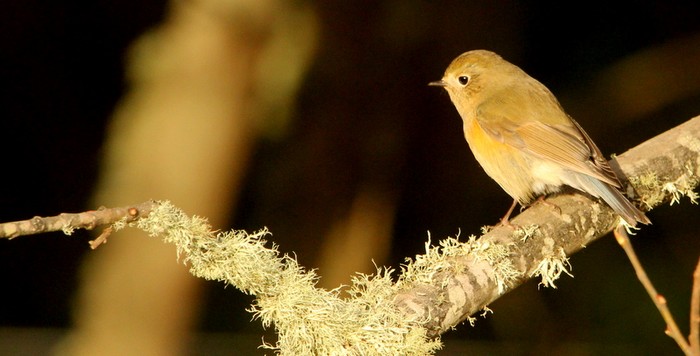Red-flanked Bluetail
