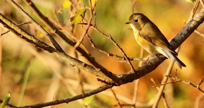 Red-flanked Bluetail