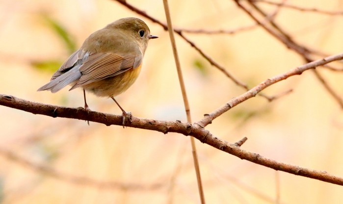Red-flanked Bluetail