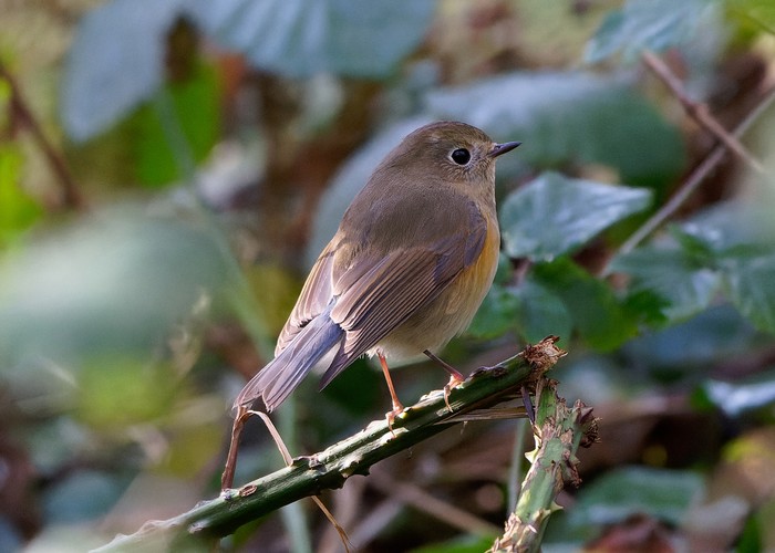 Red-flanked Bluetail