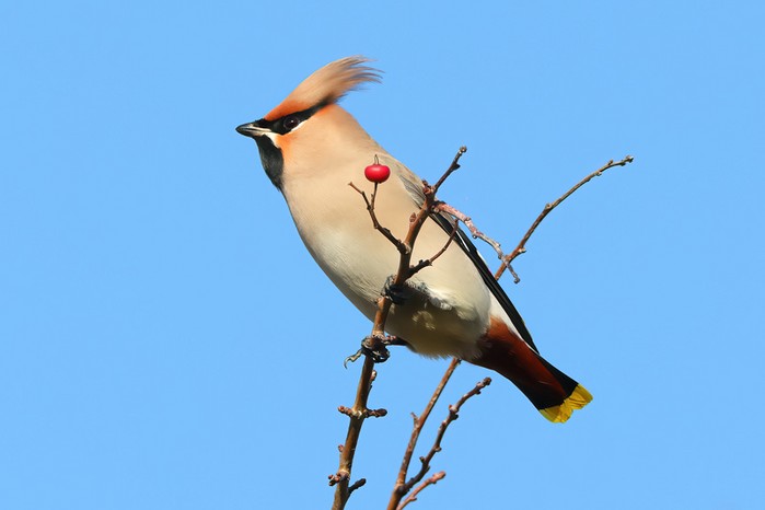 Waxwing
