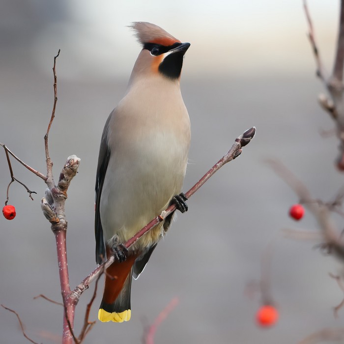 Waxwing