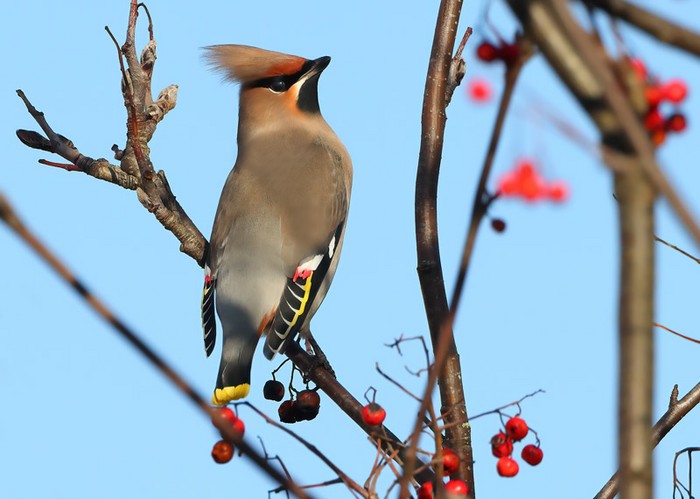 Waxwing