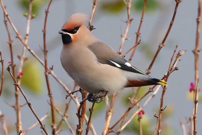 Waxwing