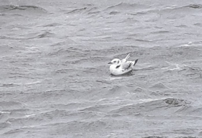 Kittiwake