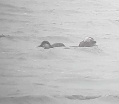 Common Scoter