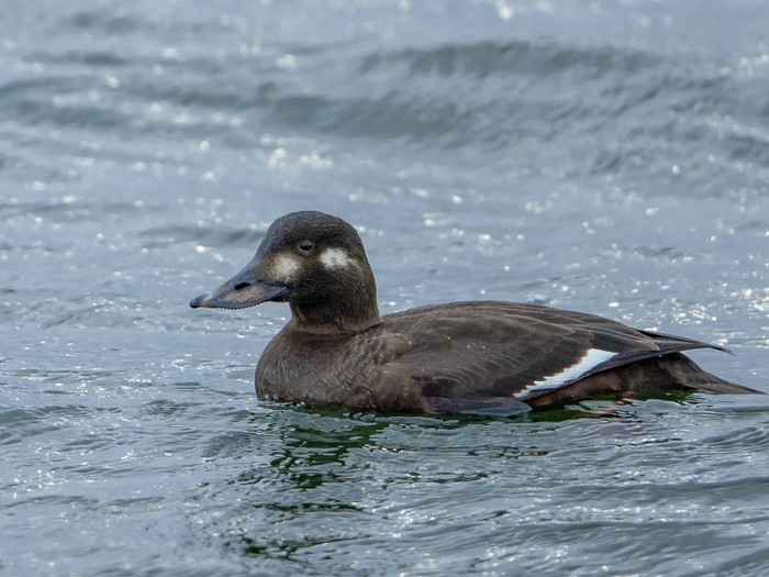 Velvet Scoter