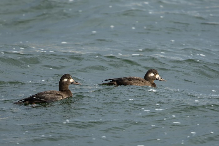 Velvet Scoter