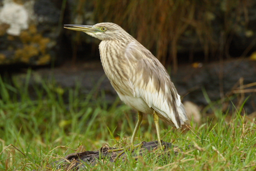 Squacco Heron