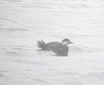 Common Scoter