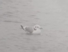 Kittiwake
