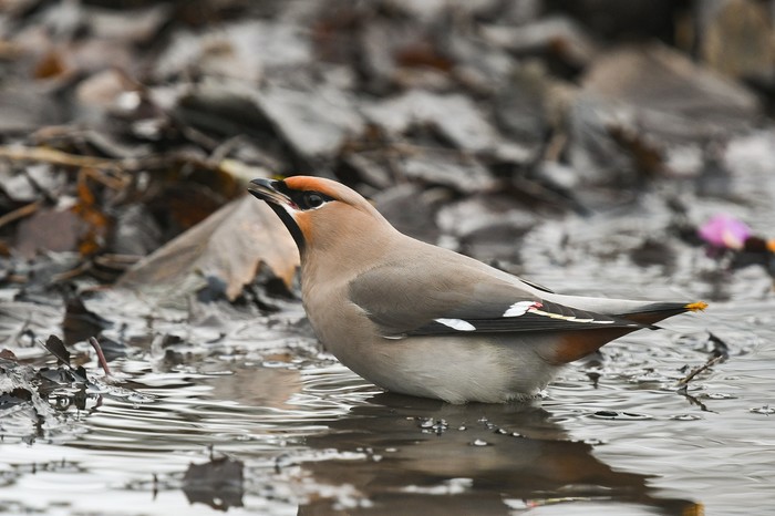 Waxwing