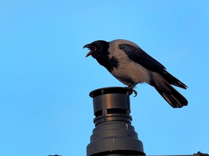 Hooded Crow
