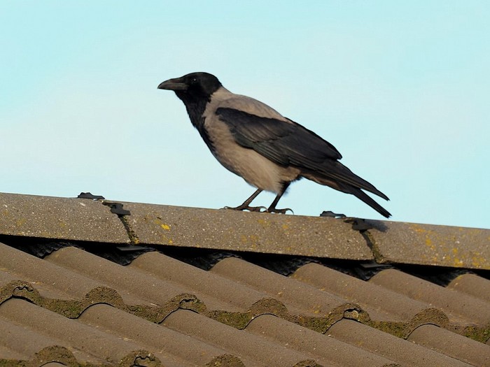Hooded Crow