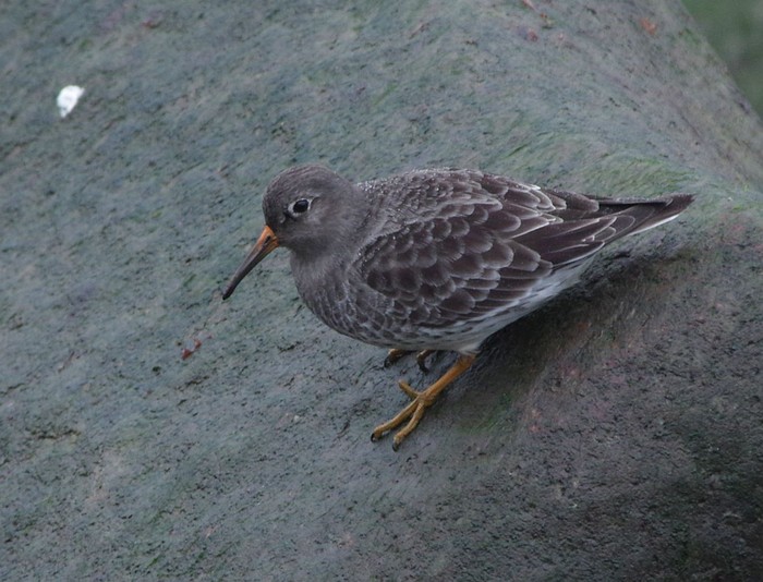 Purple Sandpiper