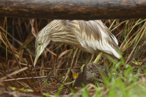 Squacco Heron