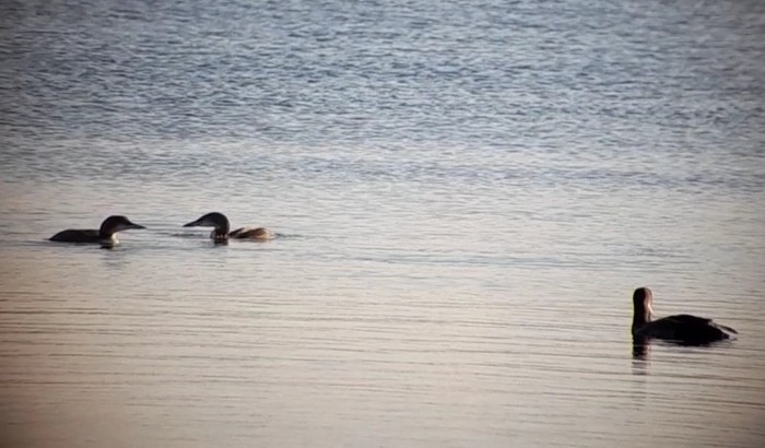 Great Northern Diver