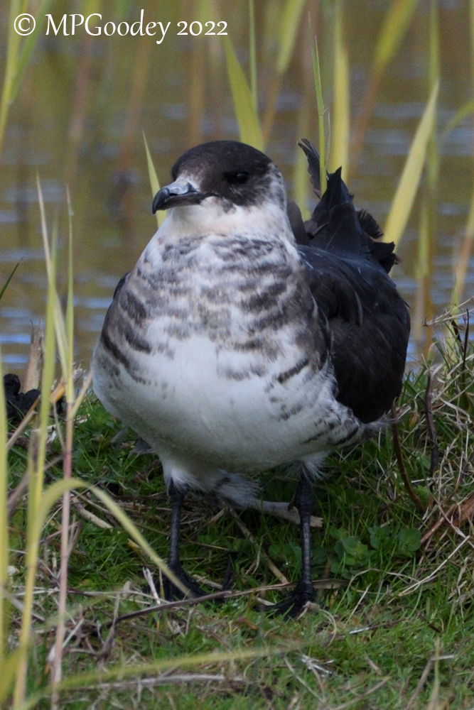 Arctic Skua