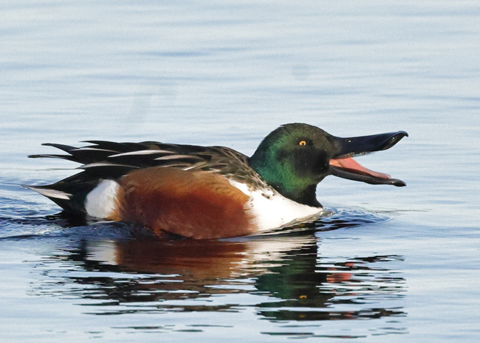 Shoveler