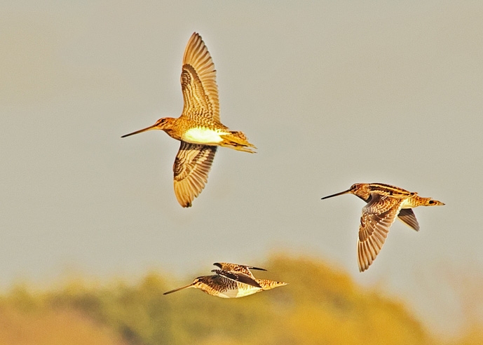 Snipe