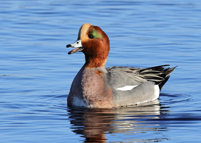 Wigeon