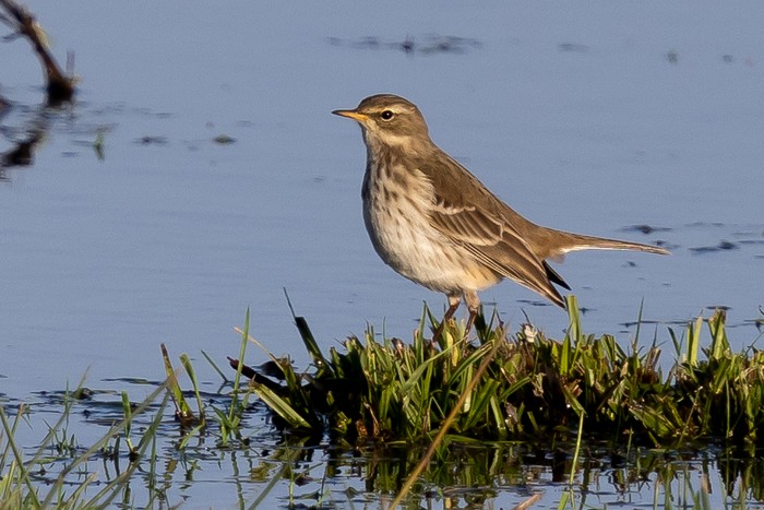 Water Pipit