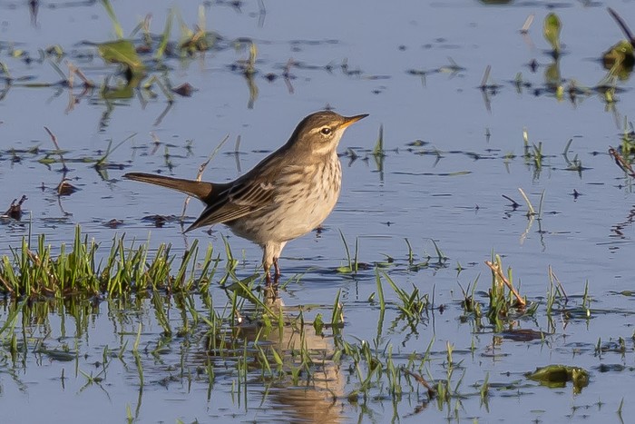 Water Pipit