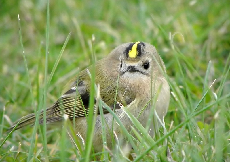 Goldcrest