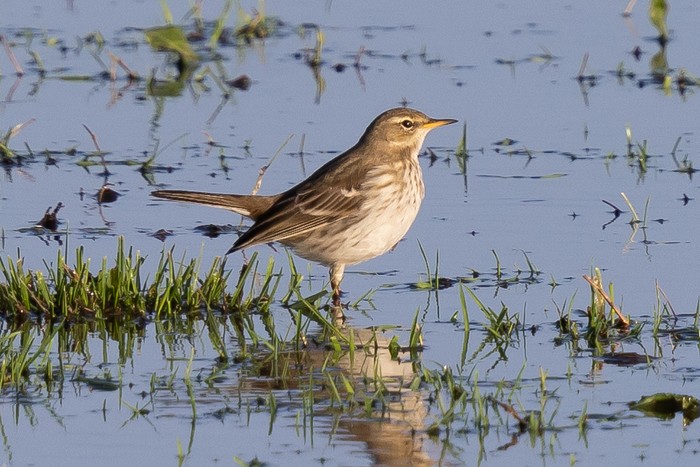 Water Pipit