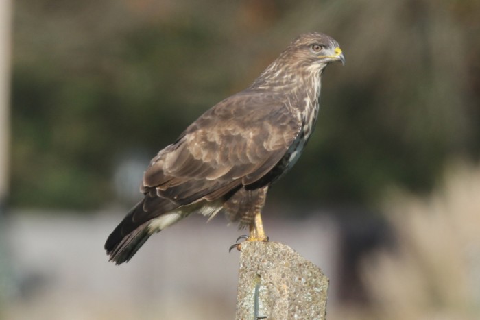 Buzzard