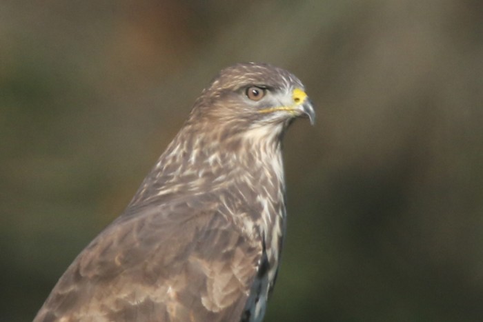 Buzzard