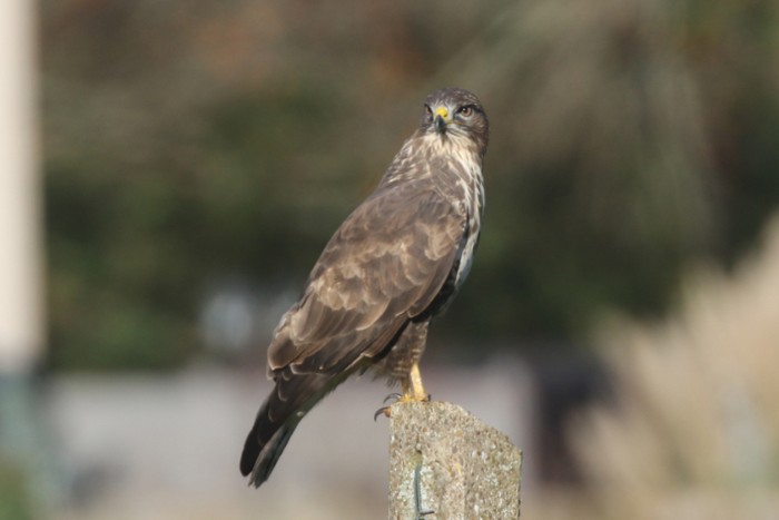 Buzzard