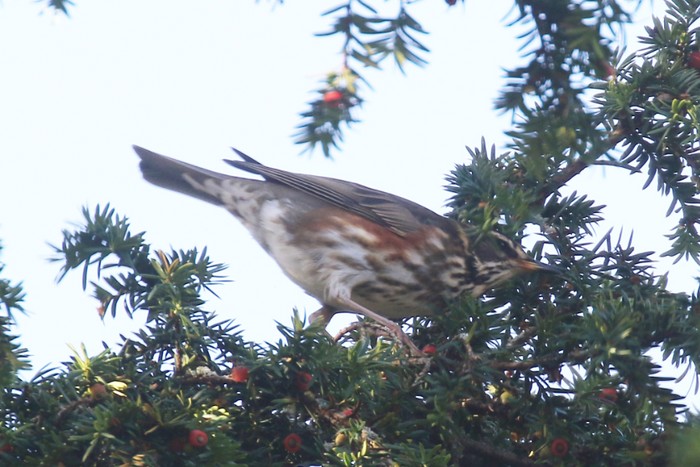 Redwing