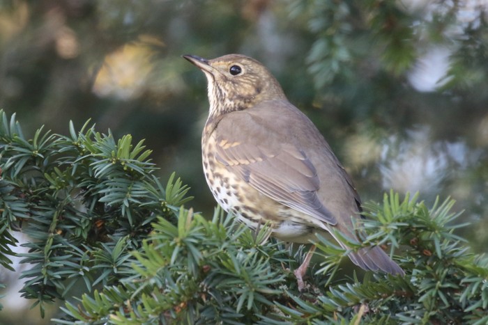 Song Thrush