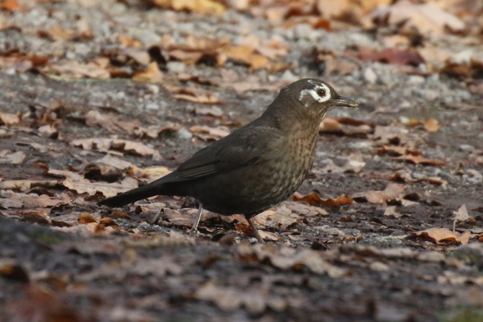 Blackbird