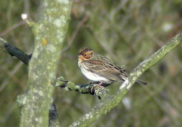 Little Bunting