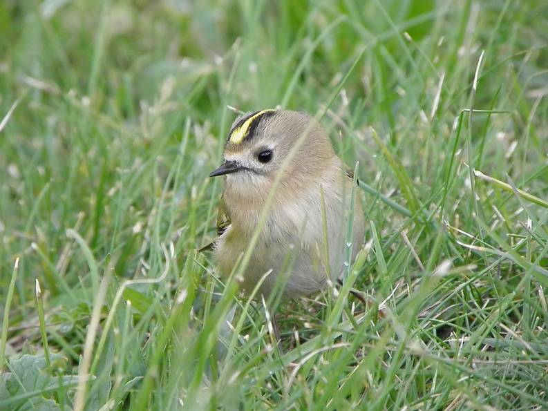 Goldcrest