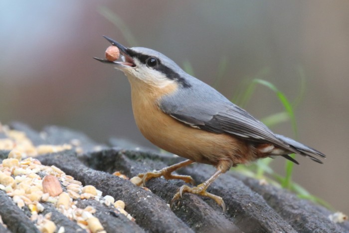 Nuthatch